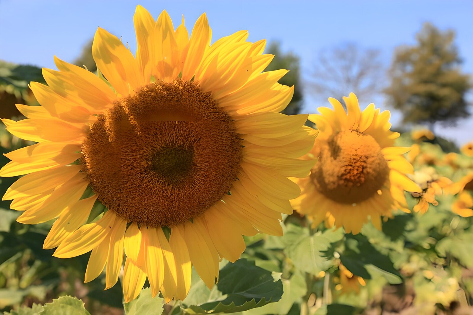 TPES64619: Girasoles dorados a pleno sol