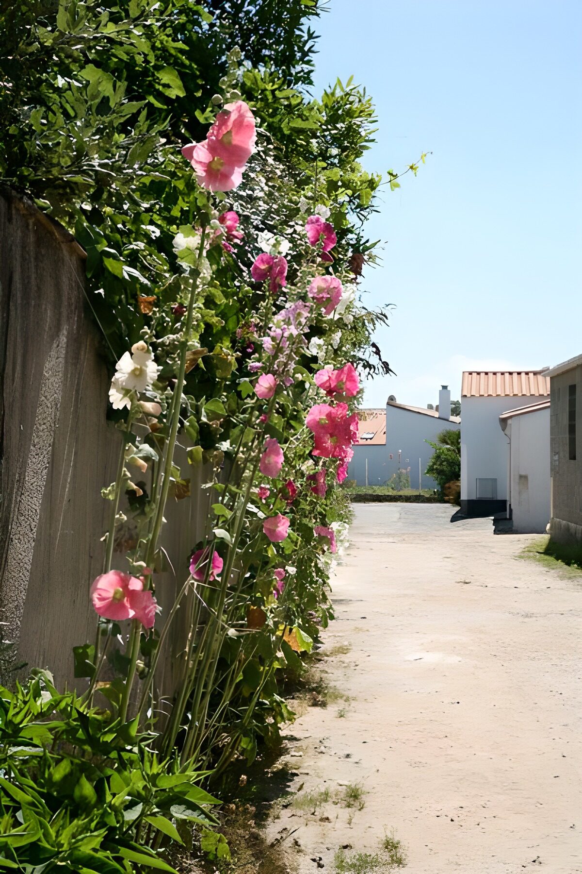 Calle soleada con malvarrosas rosas