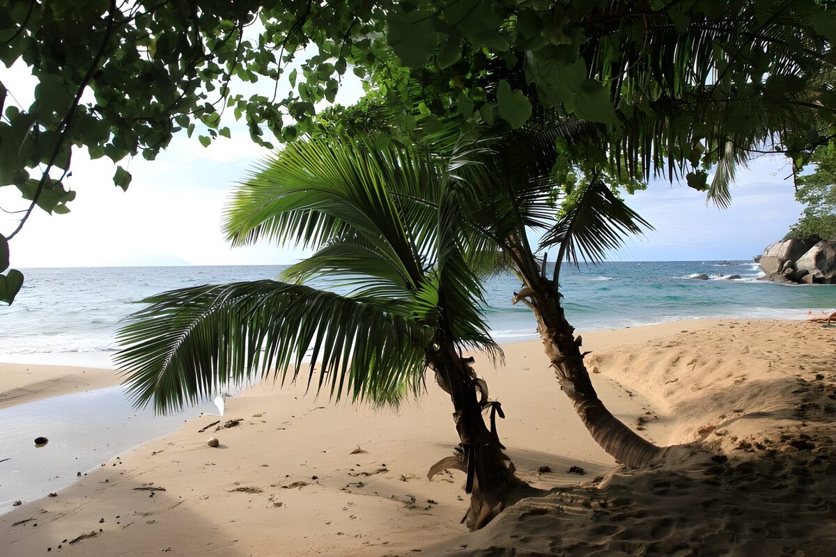 TPES61610: Playa tropical a la sombra de dos palmeras