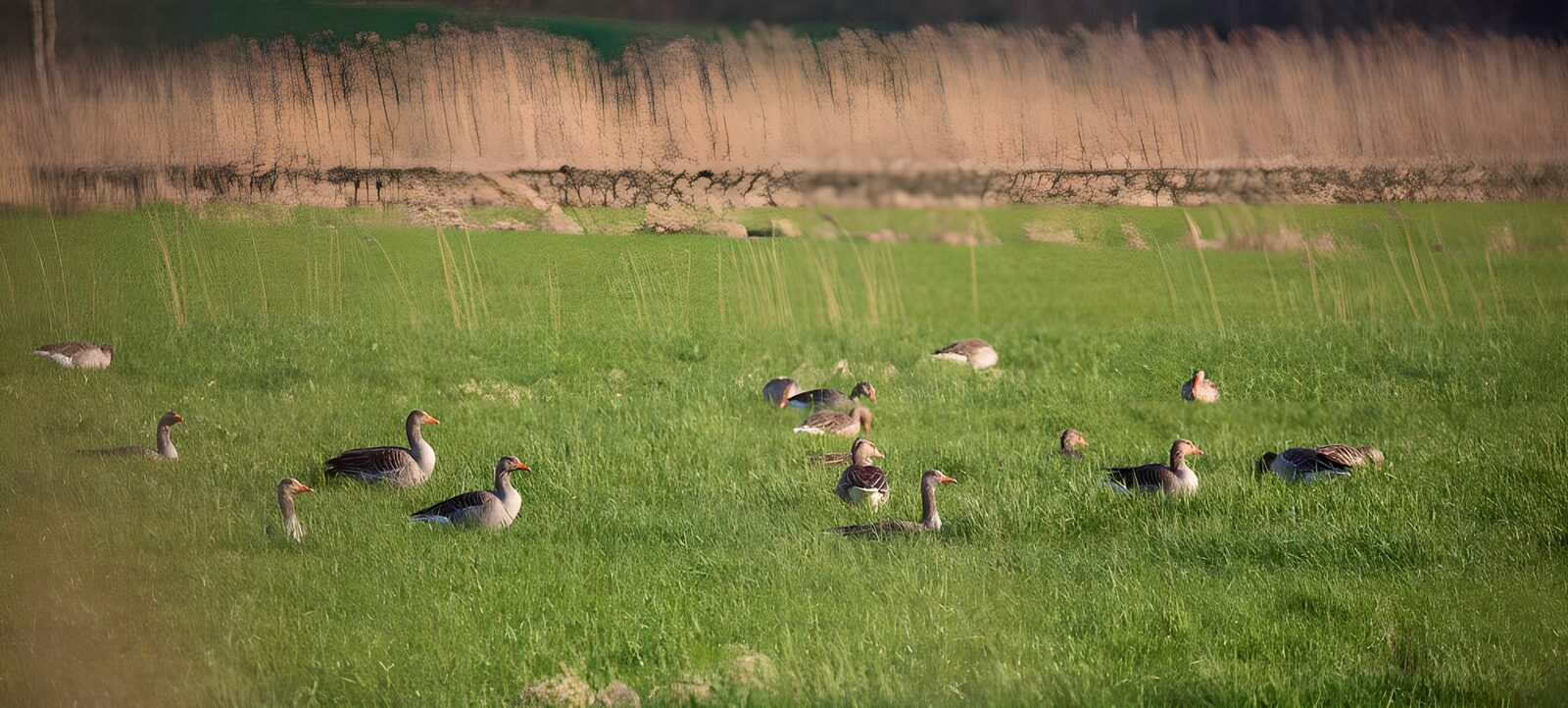 TPES45906: Gansos en un prado verde