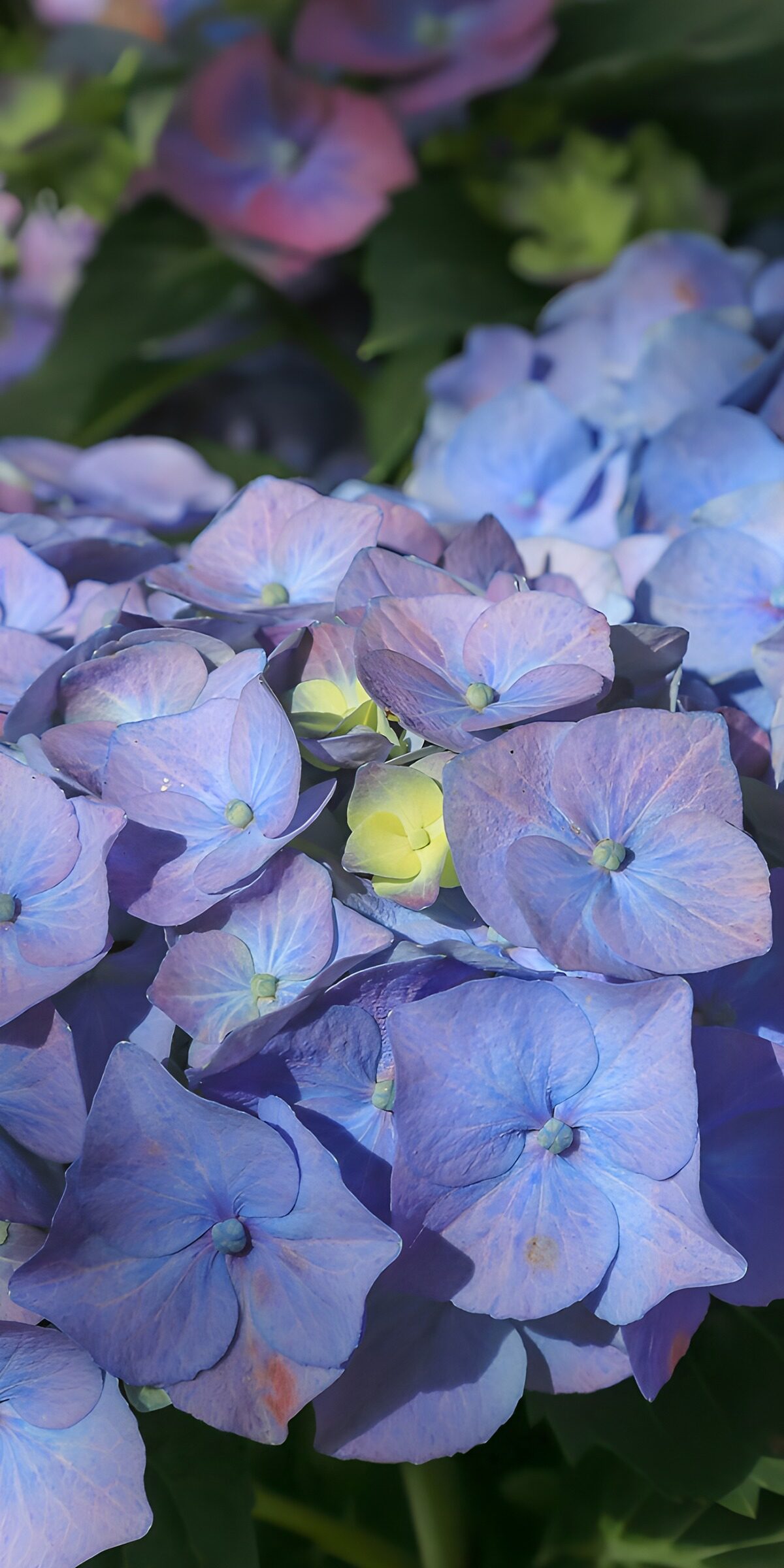 TPES26194: Hortensias azules y lilas, pétalo a pétalo