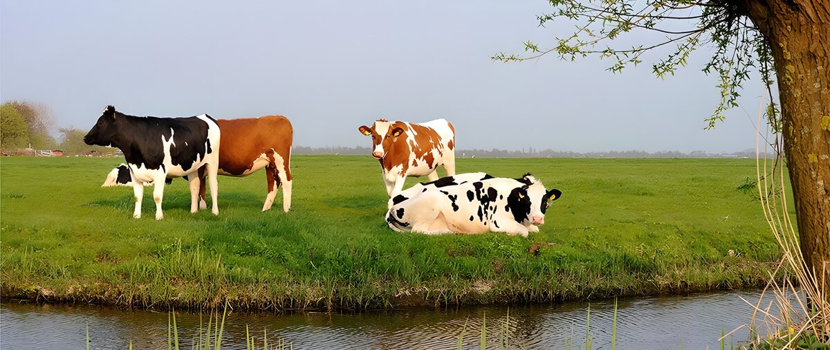 Vacas junto a la zanja en un prado verde