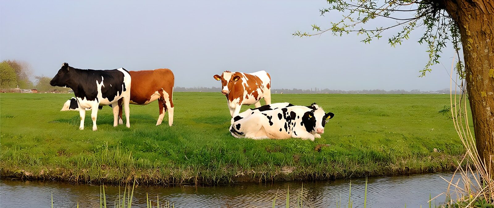 TPES58372: Vacas junto a la zanja en un prado verde