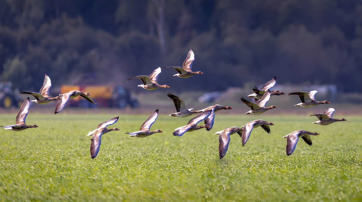 Gansos en vuelo bajo sobre el prado