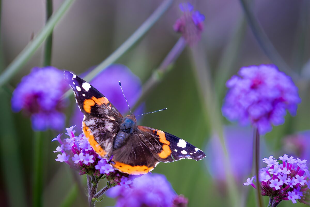 Mariposa de alas abiertas sobre flores lilas