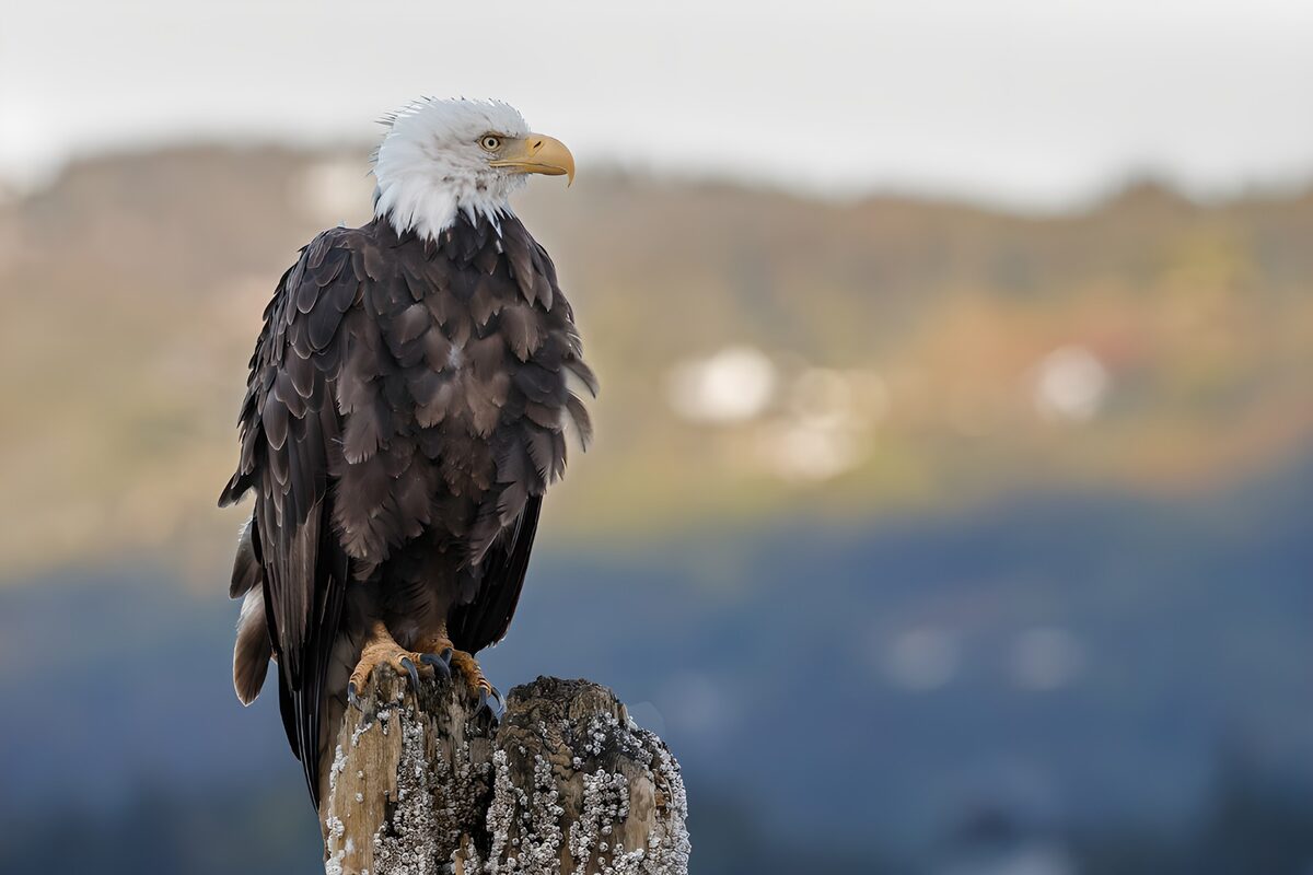 TPES36048: Águila calva alerta sobre un tocón