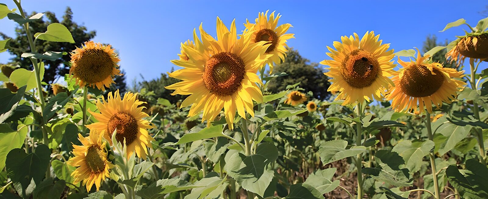 TPES48372: Girasoles con el verano en los pétalos