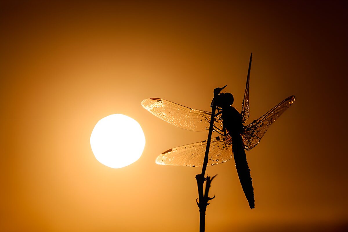 Libélula a contraluz al atardecer