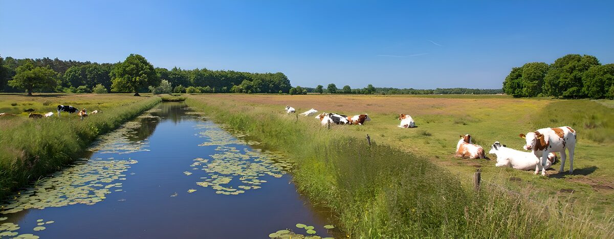 Vacas al sol junto a un canal