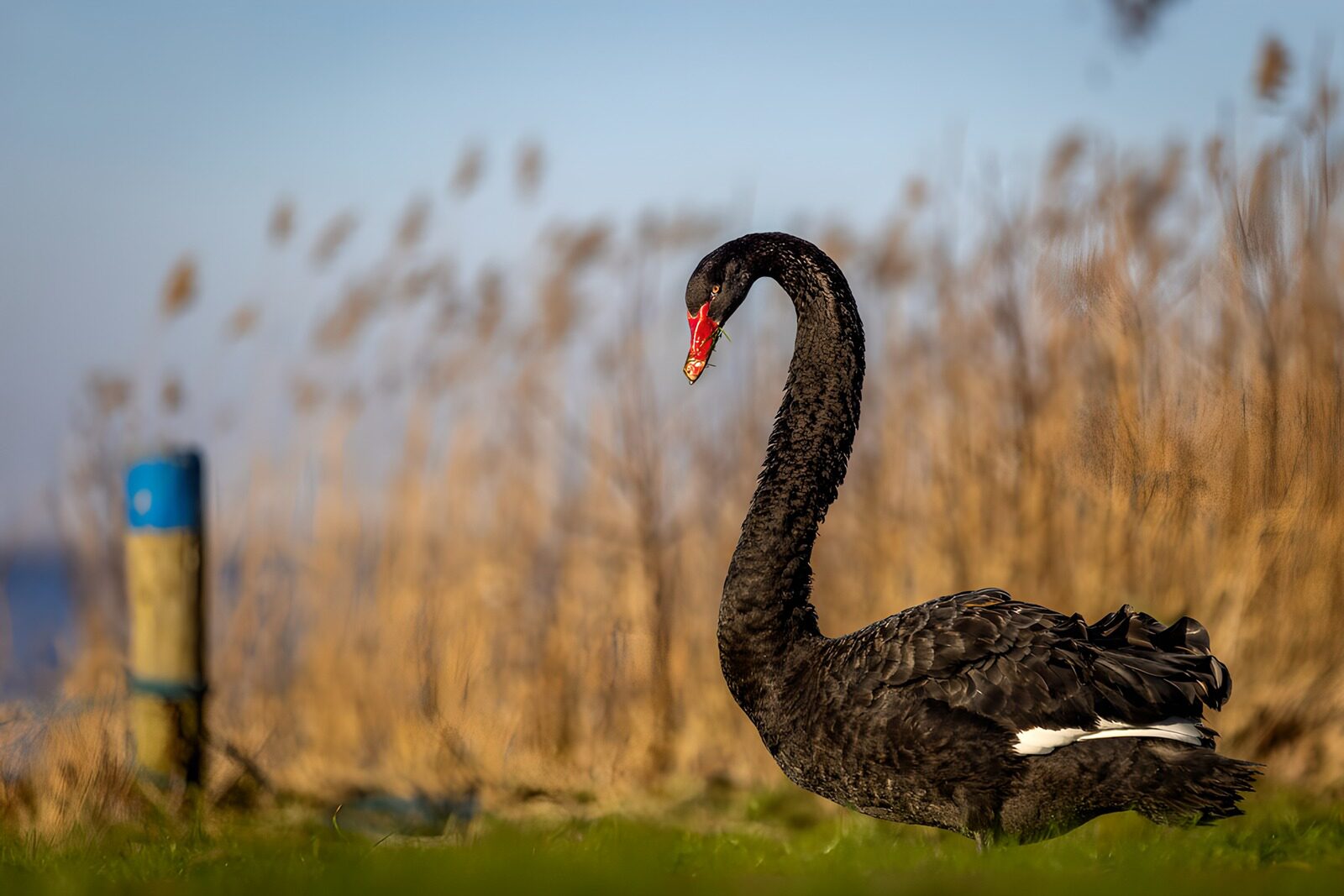 TPES82121: Cisne negro entre juncos dorados