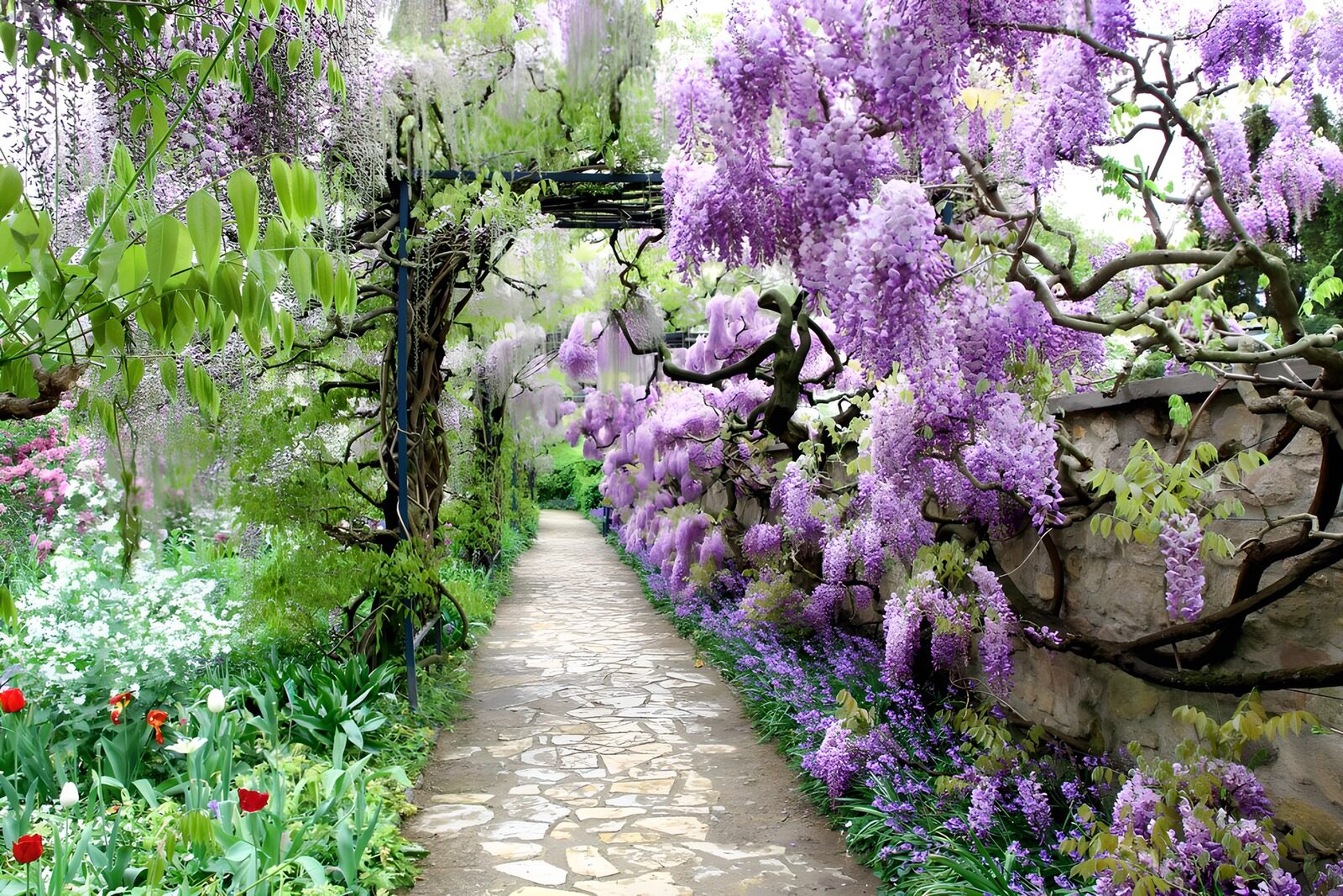 TPES66429: Sendero de piedra entre glicinias en flor