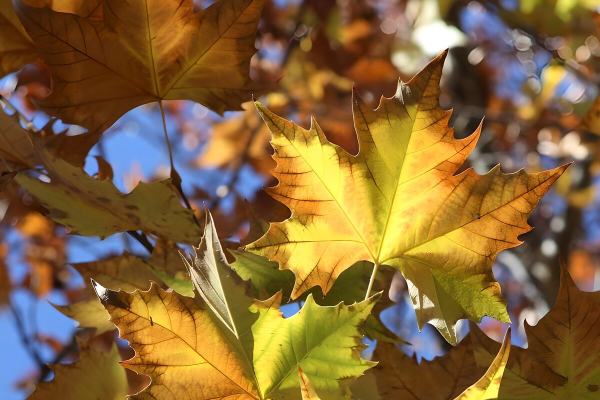 Hojas de otoño a contraluz