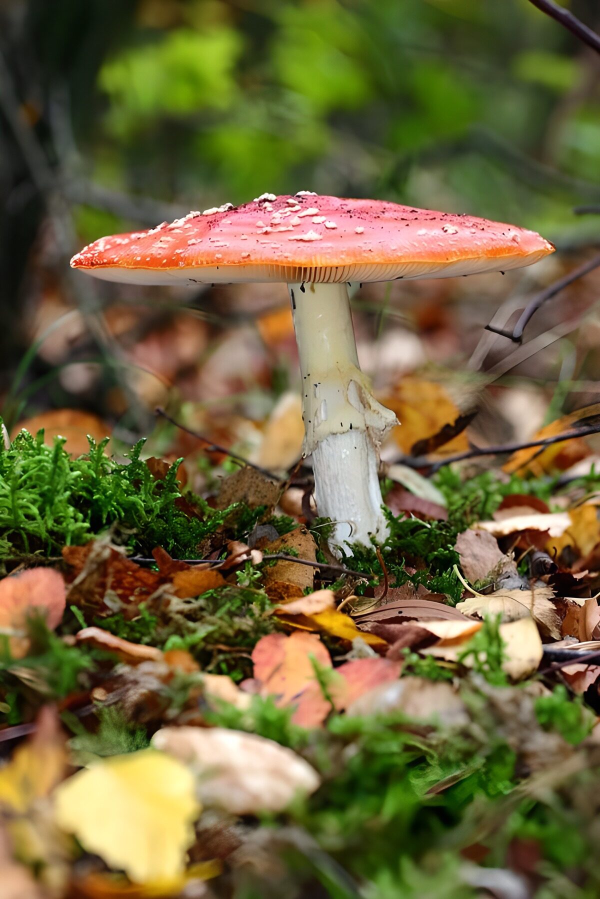 Seta roja entre musgo y hojas de otoño