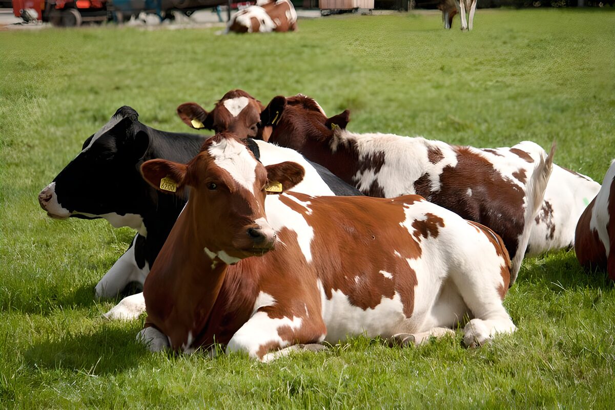 Vacas tumbadas en la hierba al sol