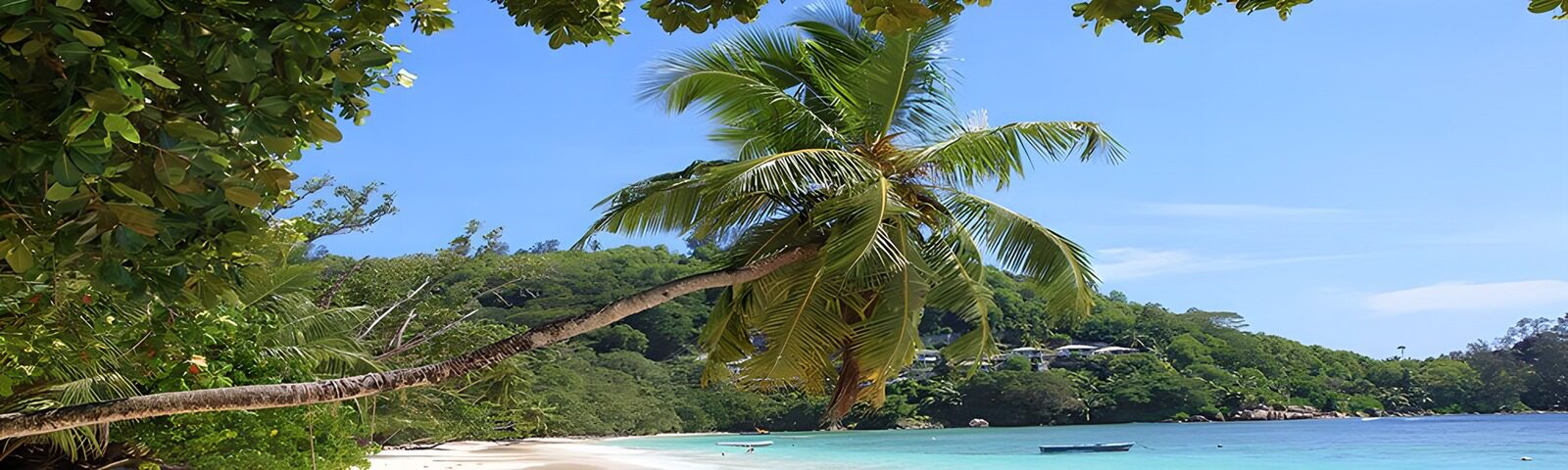 TPES54342: Una palmera abraza el azul de la bahía