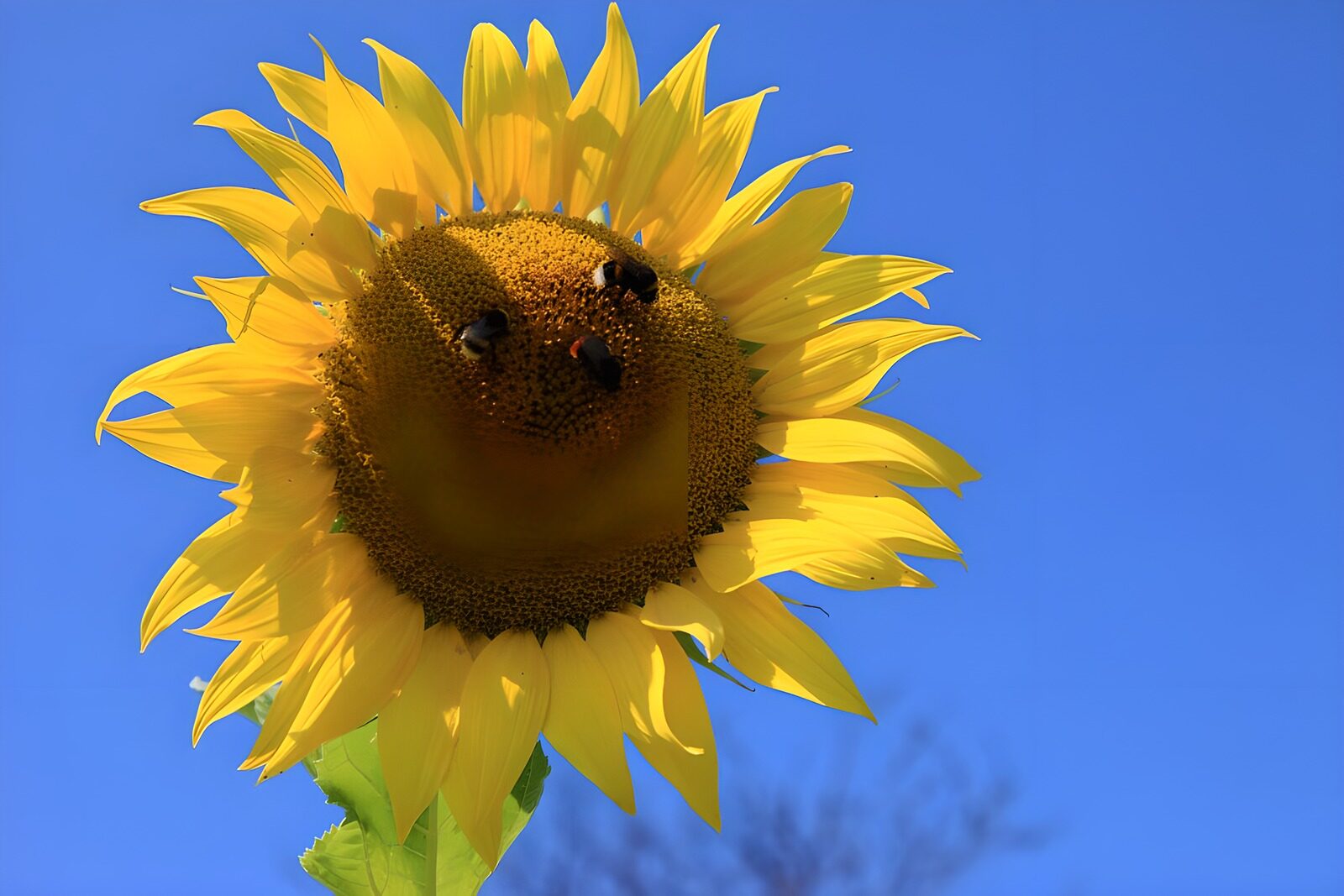 TPES40238: Girasol y abejas a pleno sol