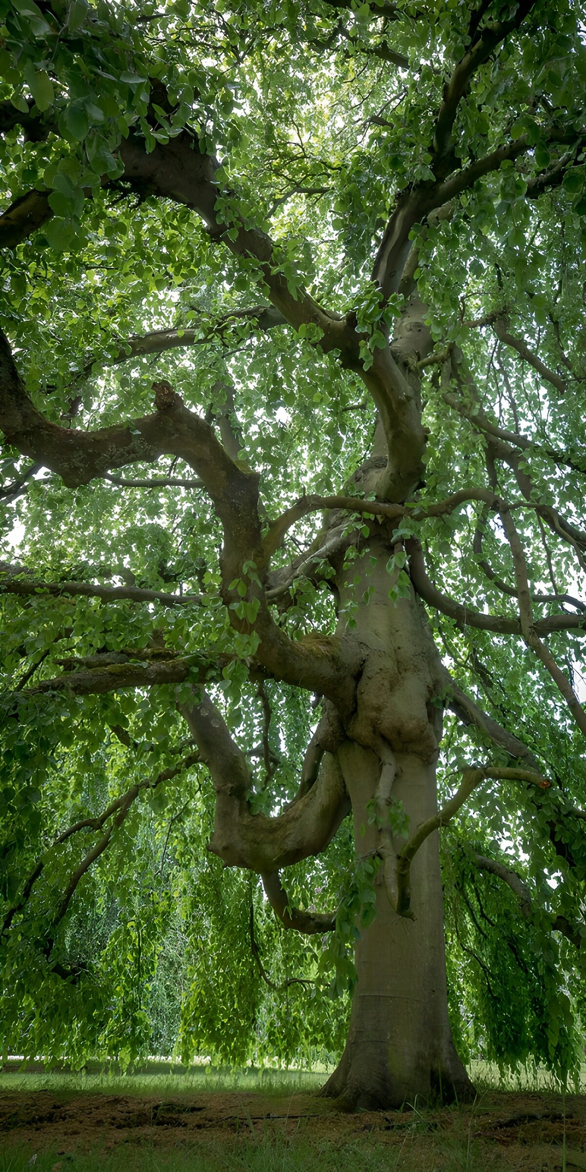 TPES34413: Gran árbol de ramas retorcidas