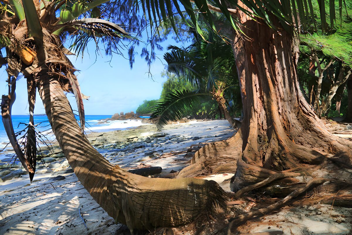 Donde las palmeras abrazan el mar