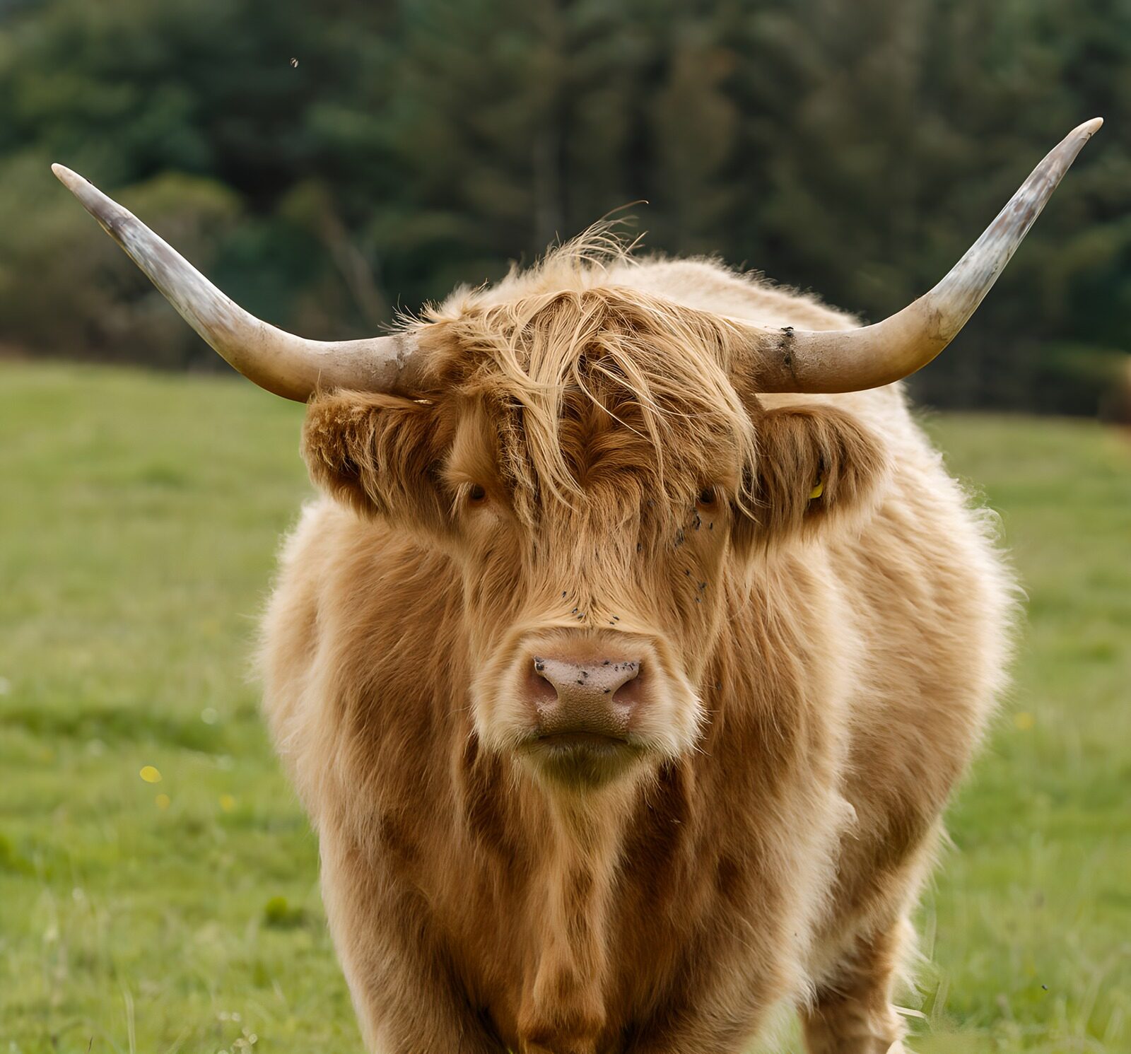 TPES34894: Vaca escocesa dorada en la calma del prado