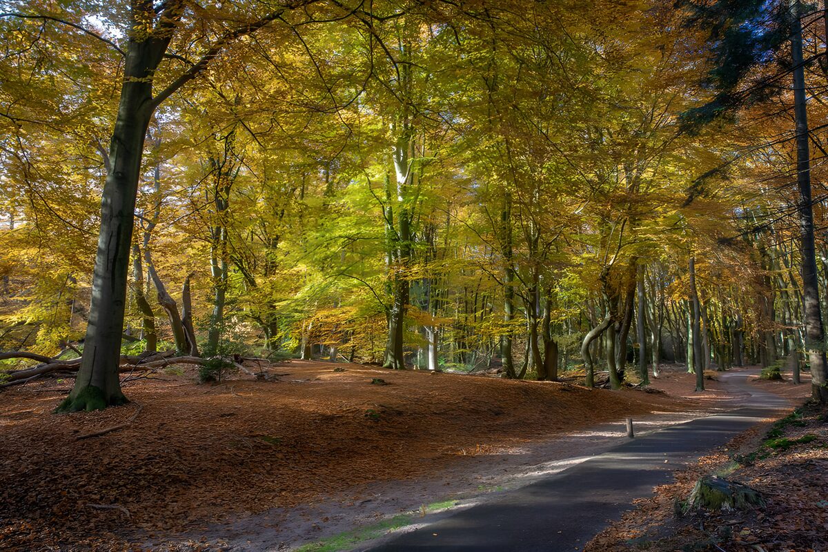 Sendero en curva entre árboles de otoño