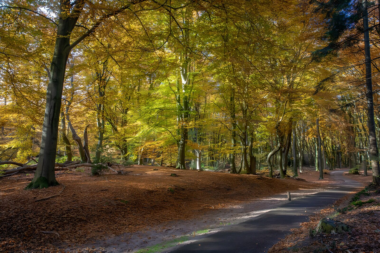 TPES88102: Sendero en curva entre árboles de otoño