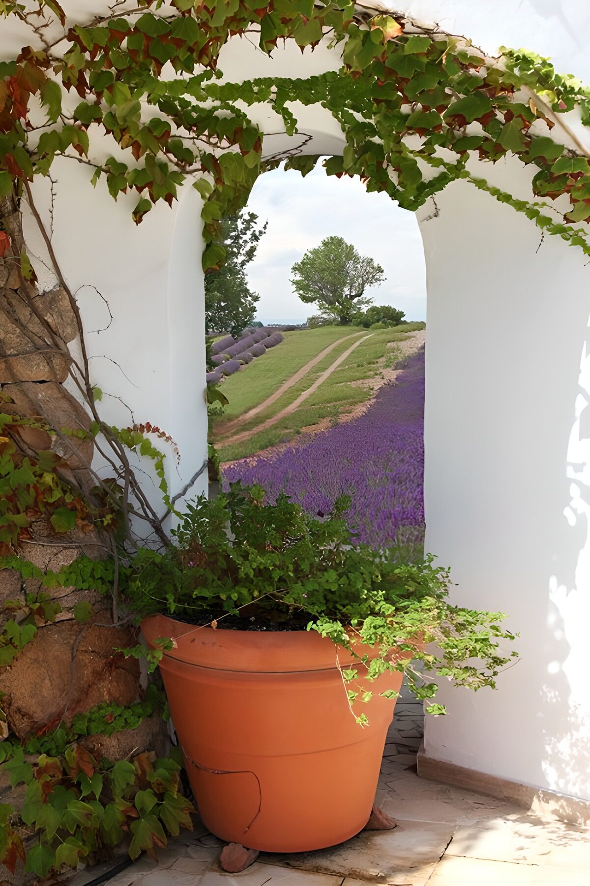 TPES47986: Arco blanco con vistas a la lavanda