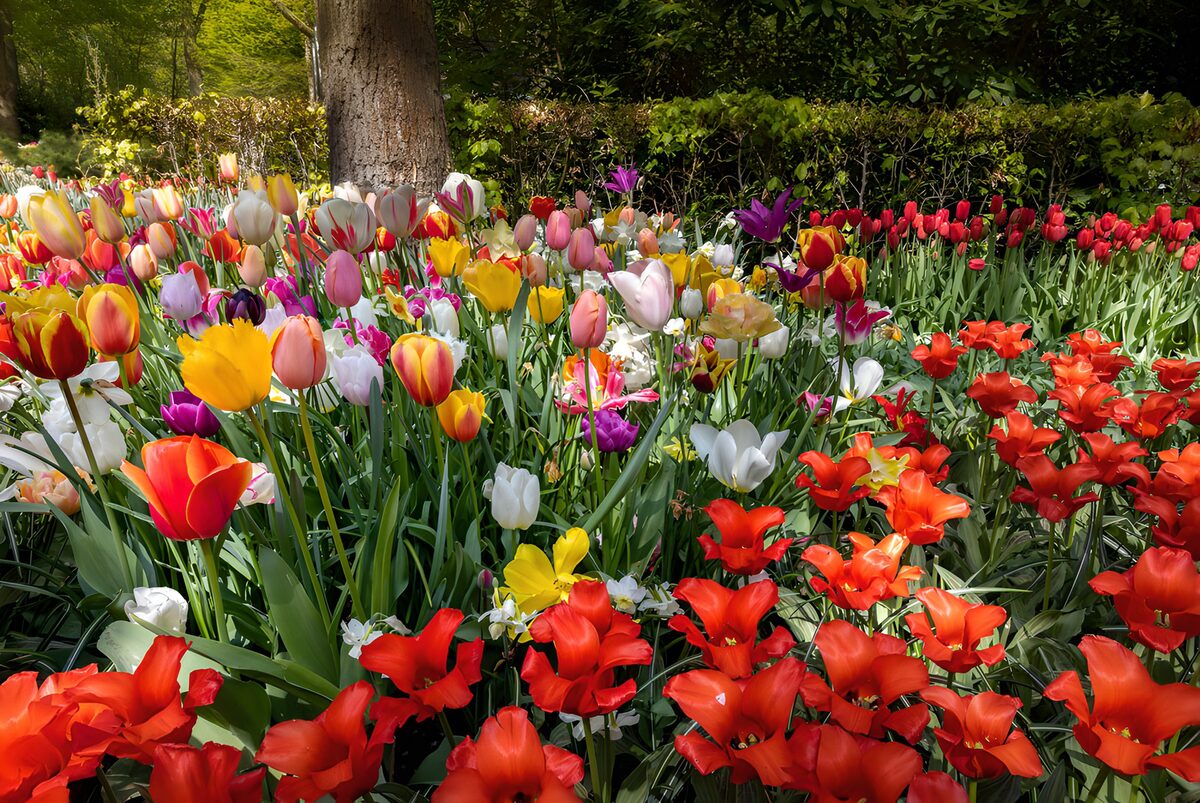 Tulipanes y narcisos a todo color