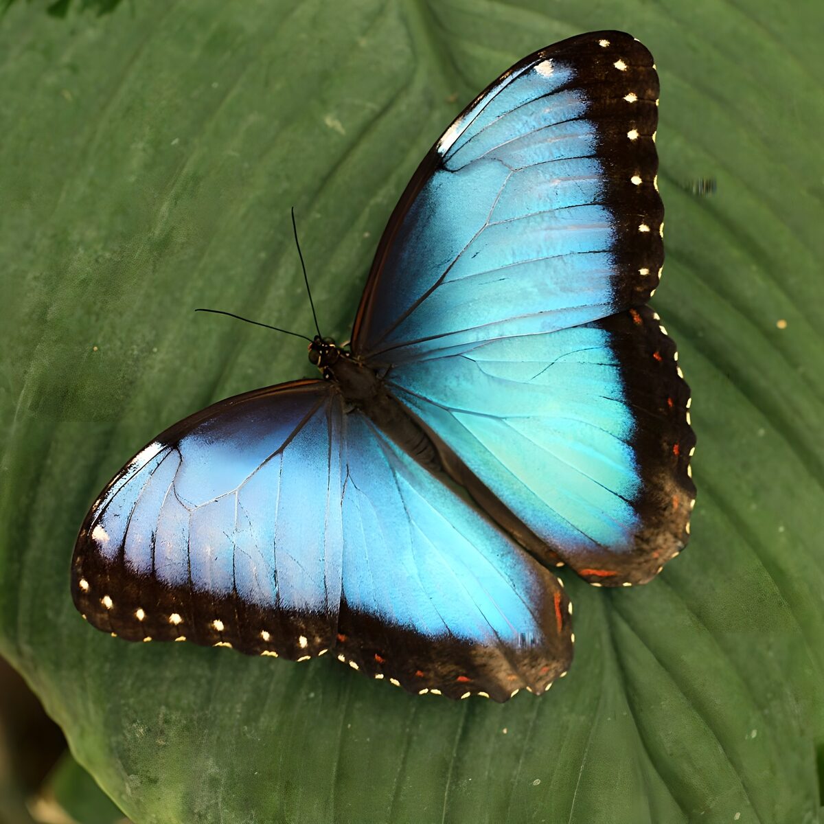 Mariposa azul sobre una hoja verde