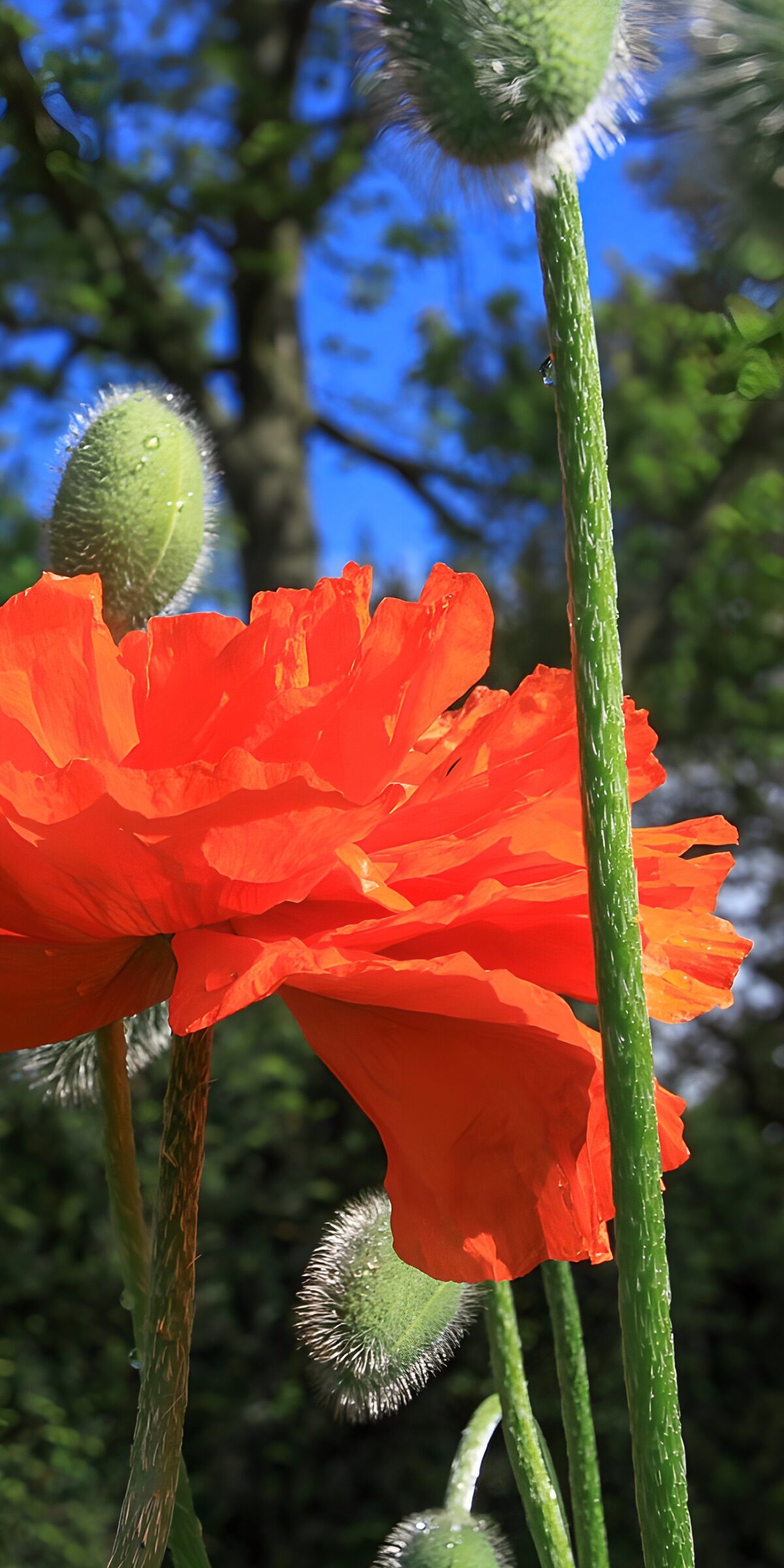 TPES96672: Amapola roja a pleno sol