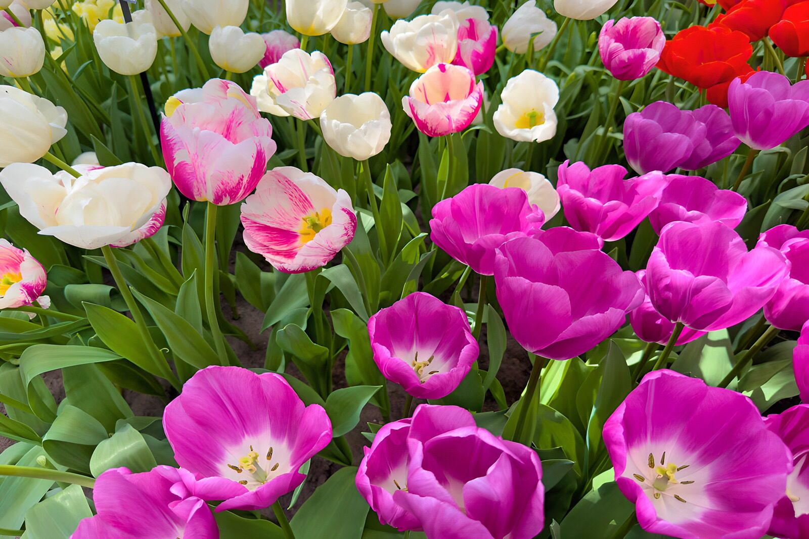 TPES36764: Tulipanes: la primavera se viste de rosa