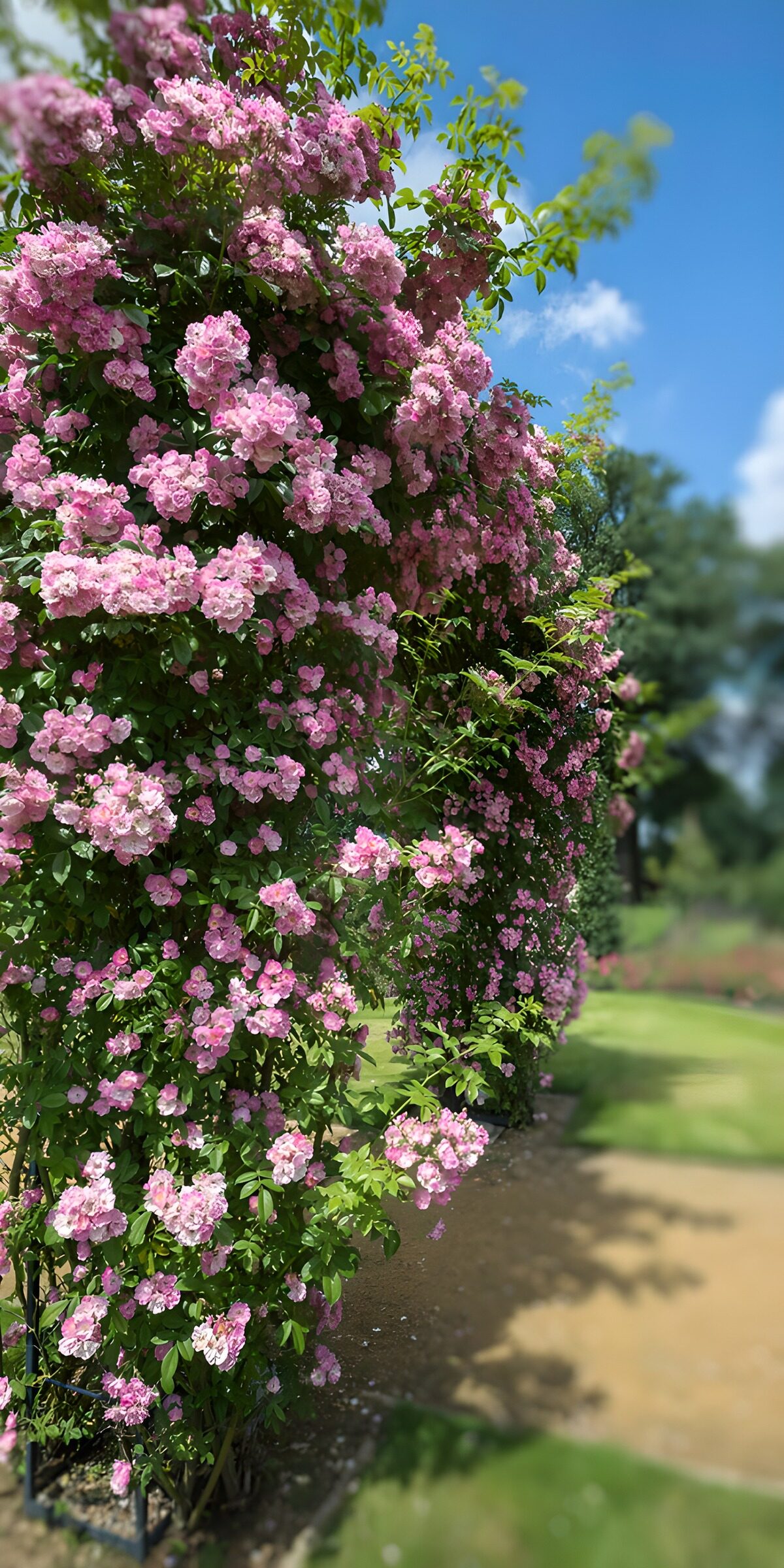 TPES10658: Rosal de flores rosas a pleno sol