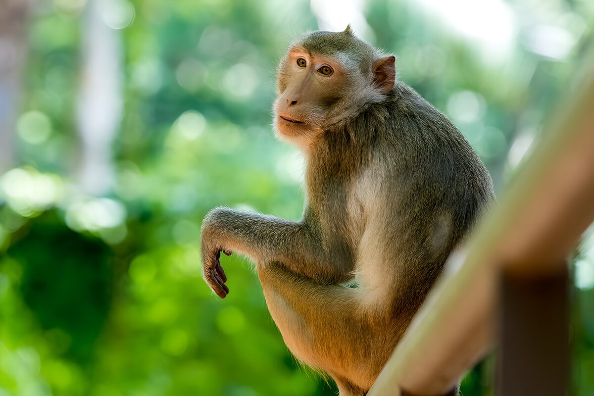 Macaco en la barandilla, atento y tranquilo