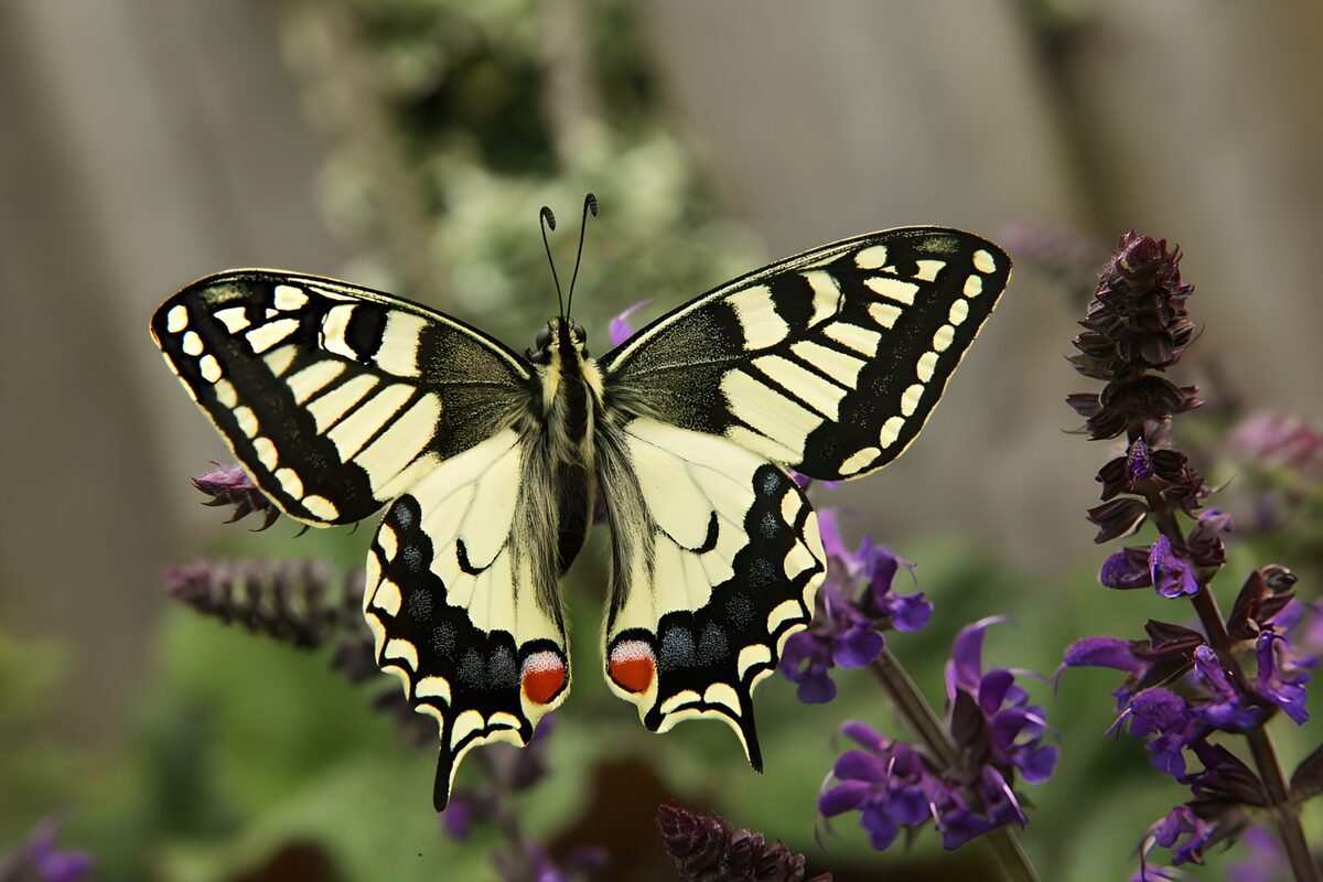 Macaón sobre salvia, una pausa entre flores