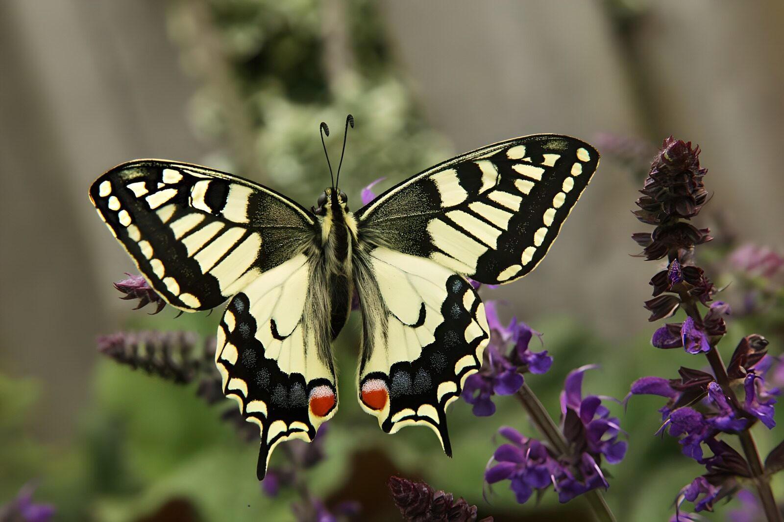 TPES96797: Macaón sobre salvia, una pausa entre flores