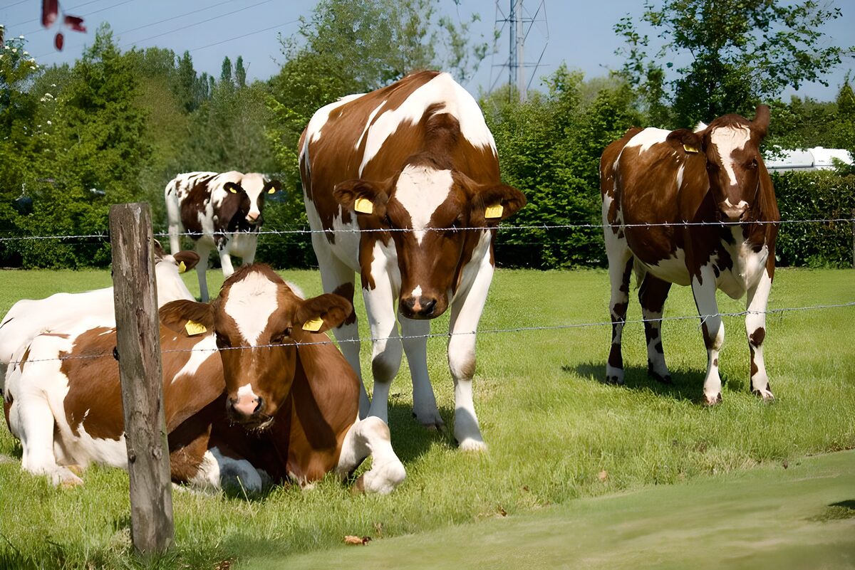 Vacas entre el verde y la luz