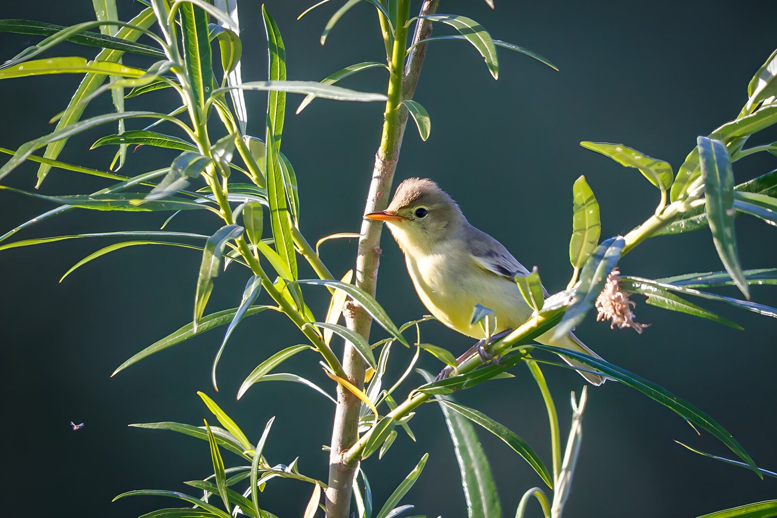 TPES28317: Pajarillo al sol entre hojas verdes