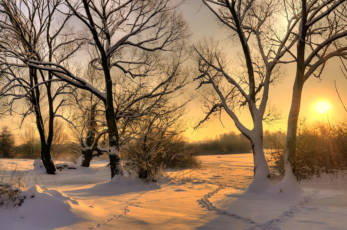 TPES78574: Entre ramas, la nieve se vuelve oro