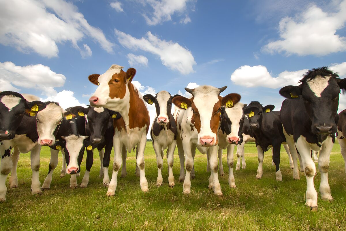 Vacas curiosas en un prado verde