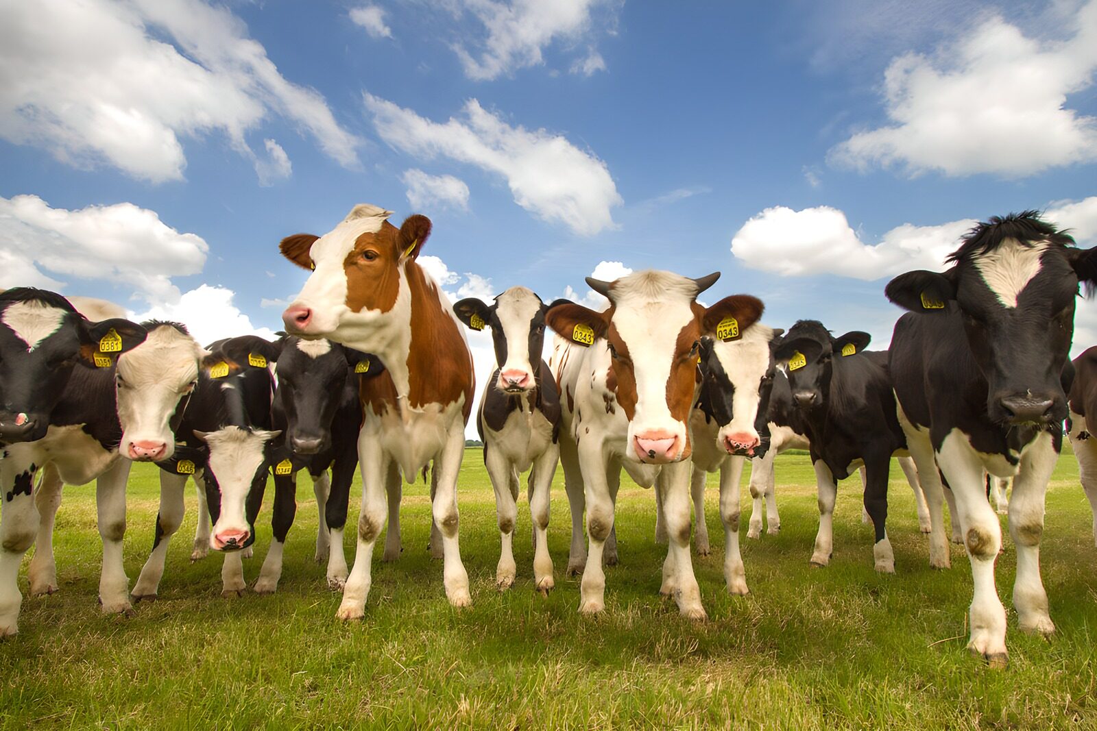 TPES62115: Vacas curiosas en un prado verde