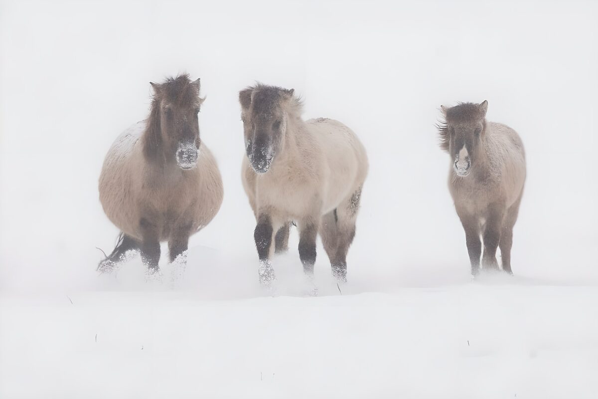Tres caballos en la nieve y la niebla
