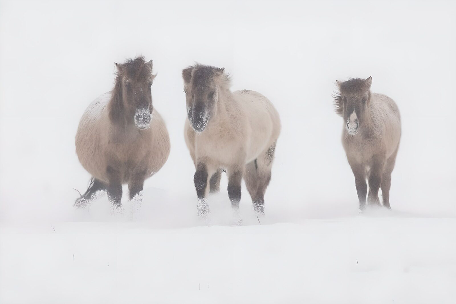 TPES42337: Tres caballos en la nieve y la niebla