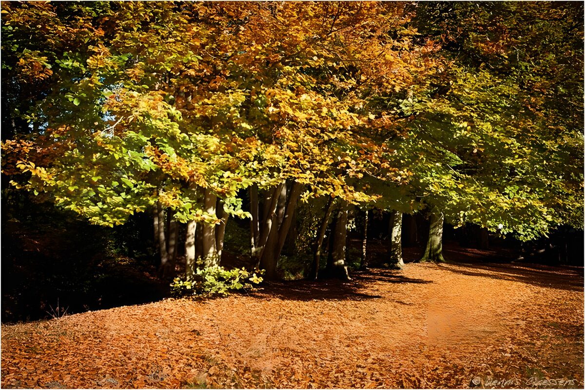Sendero de otoño entre luces y sombras