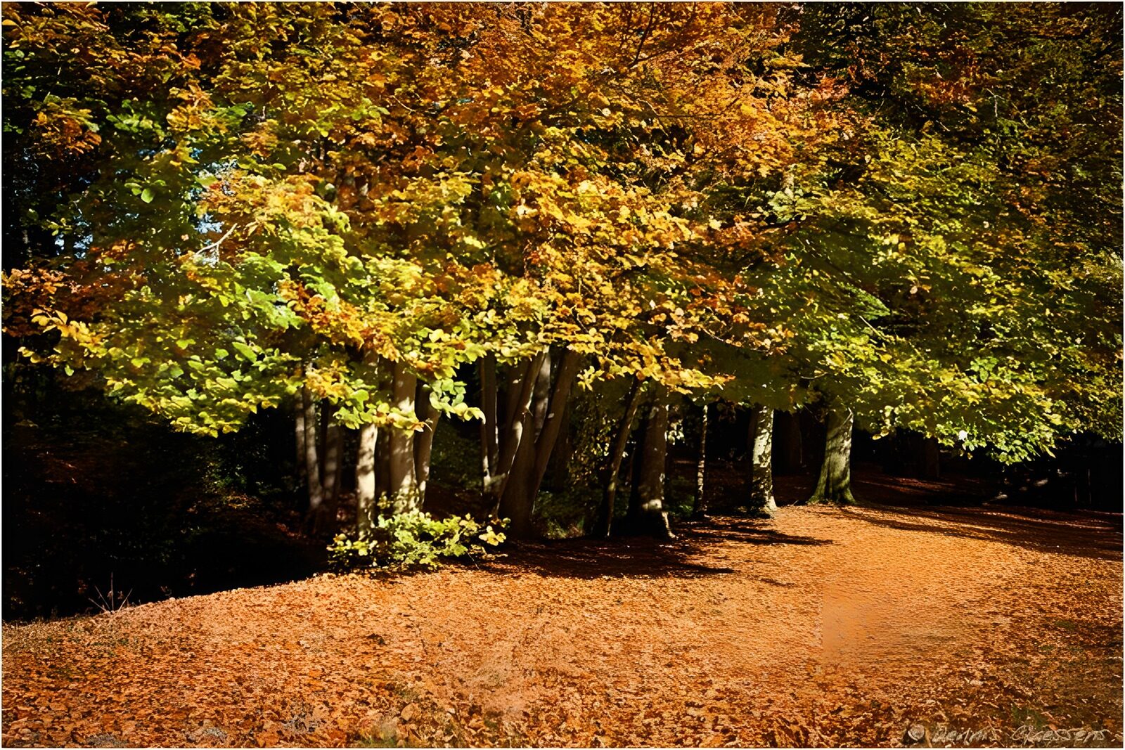 TPES69573: Sendero de otoño entre luces y sombras