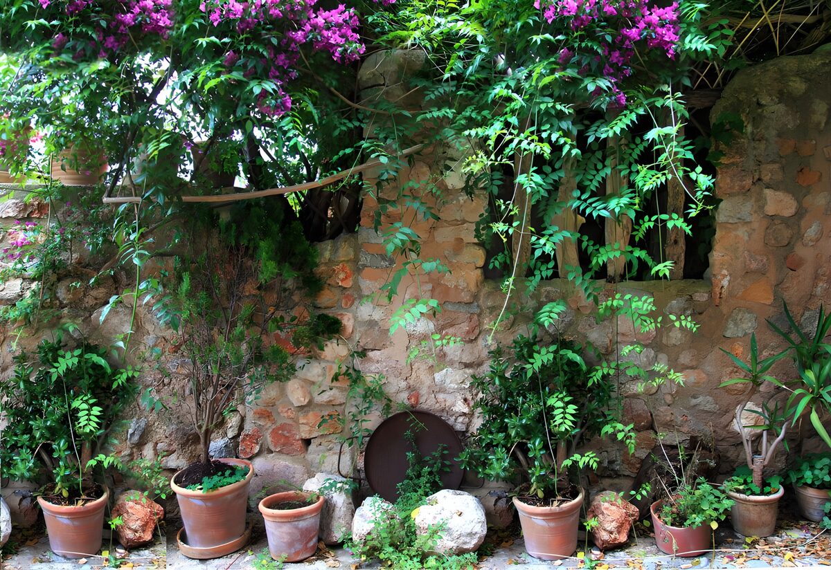 Macetas y enredaderas junto al muro antiguo