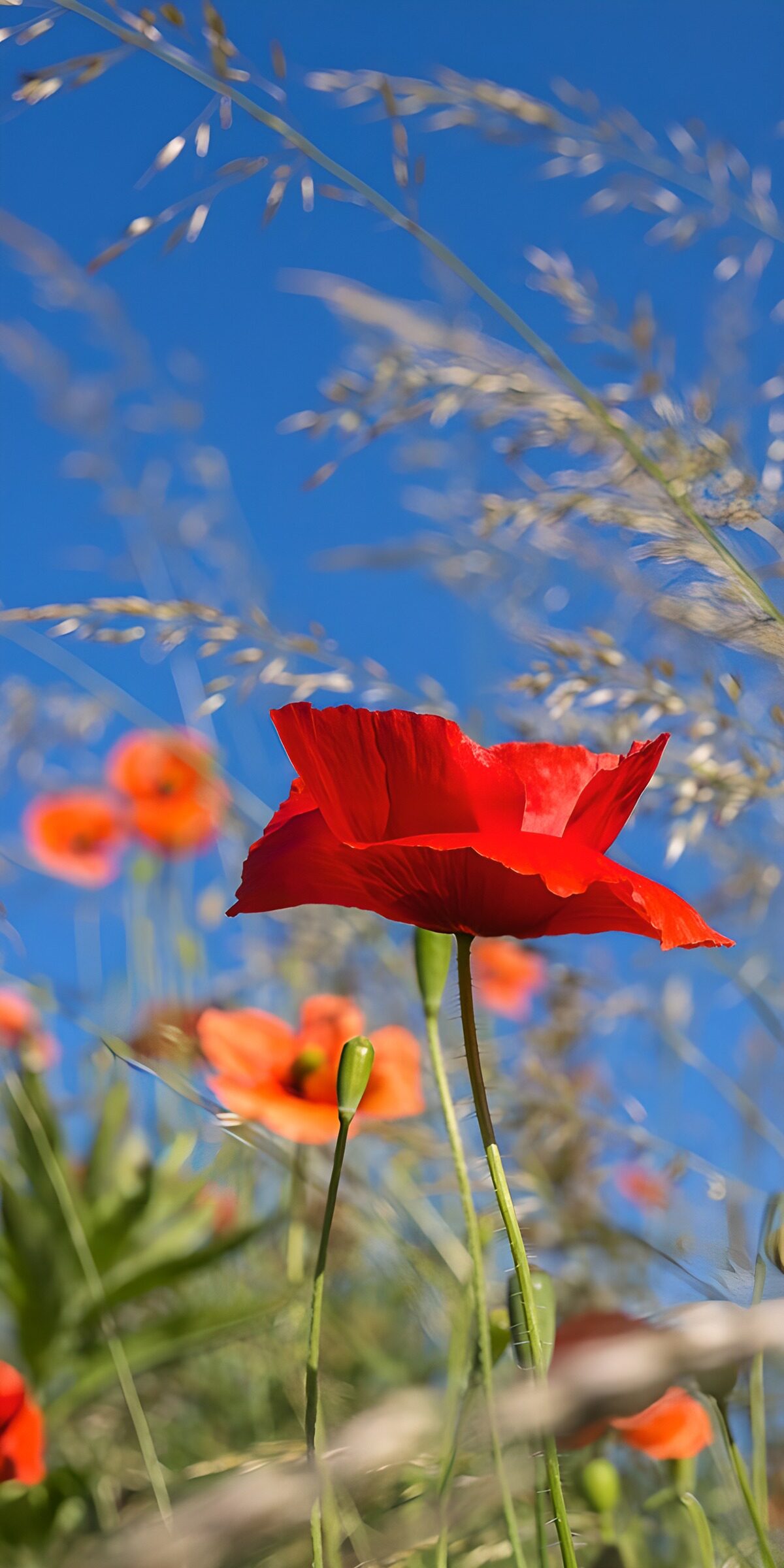 TPES36659: Amapola roja bajo un cielo azul