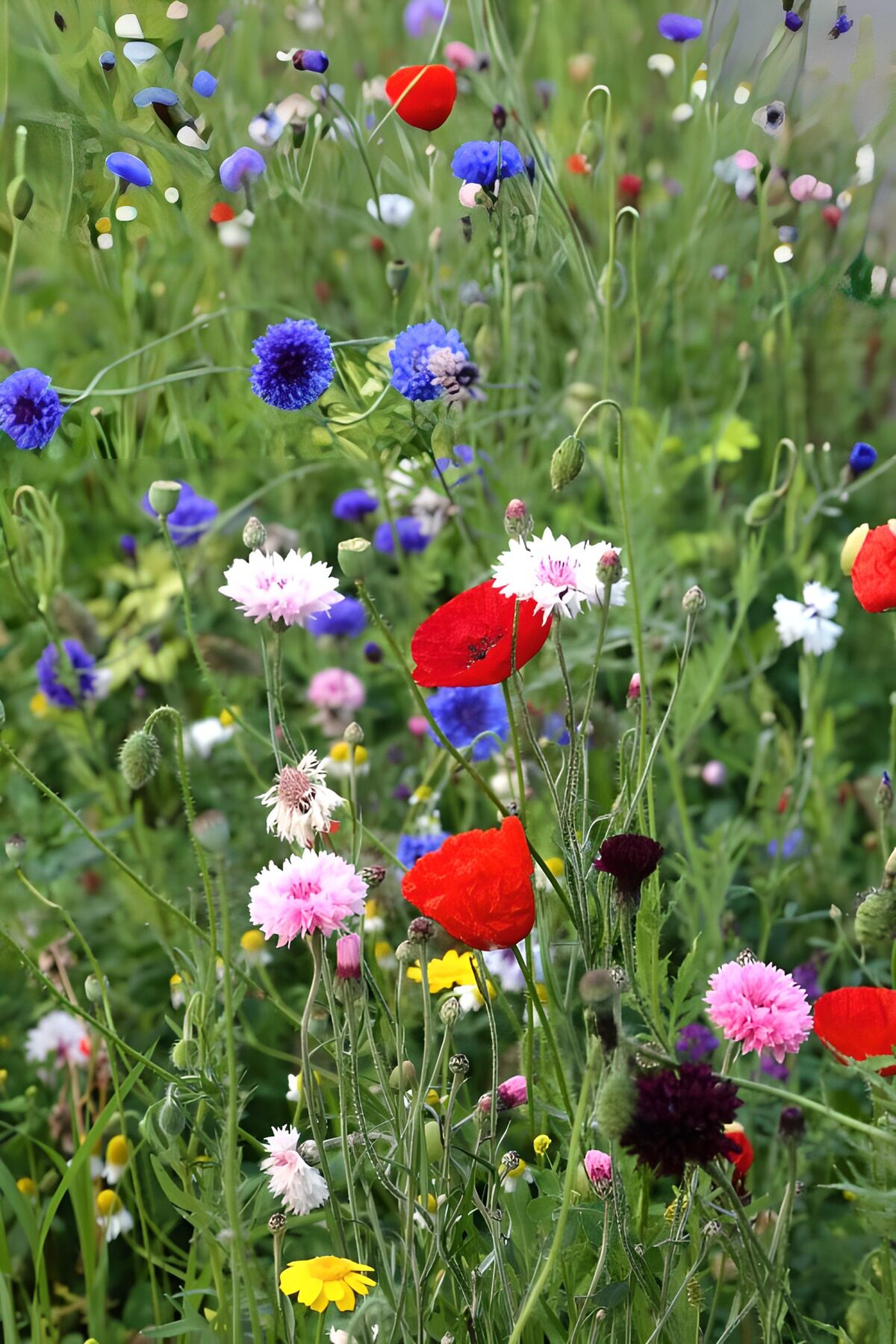 TPES37393: Amapolas y acianos a pleno color
