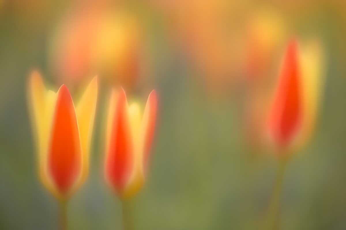 Tulipanes rojos y amarillos desenfocados