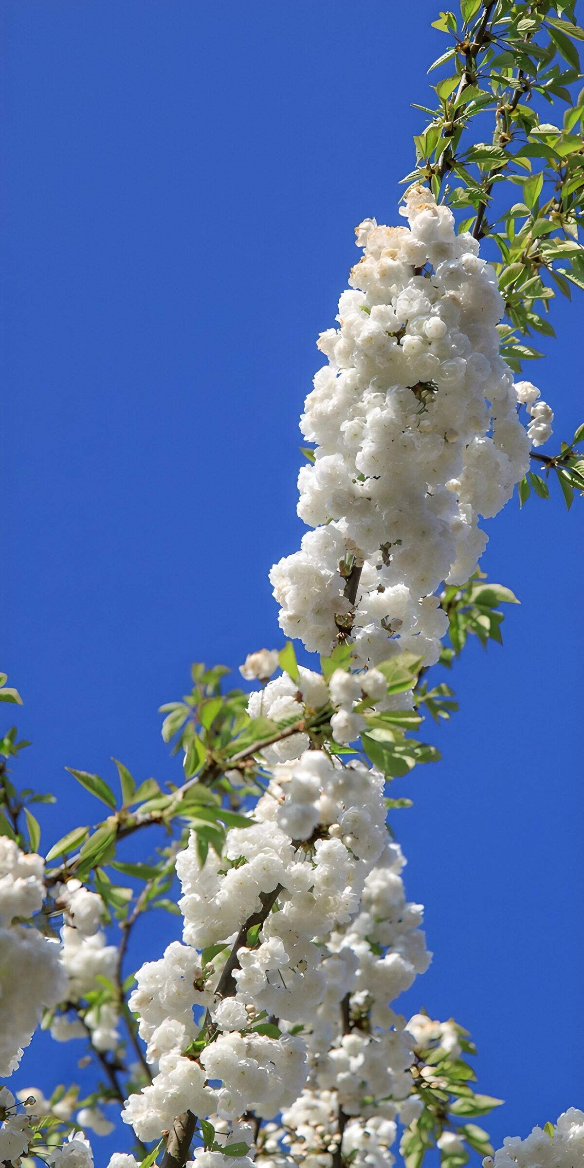TPES91353: Rama de flores blancas al sol