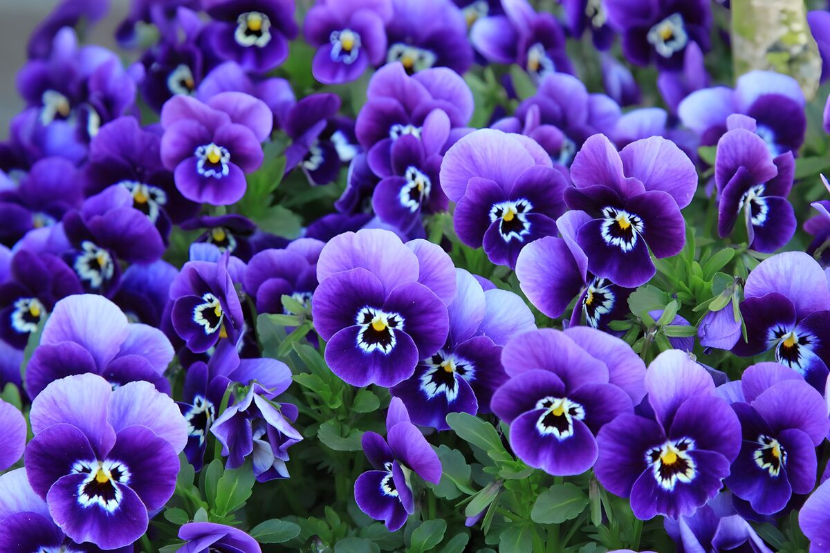 Pensamientos morados y lilas en flor