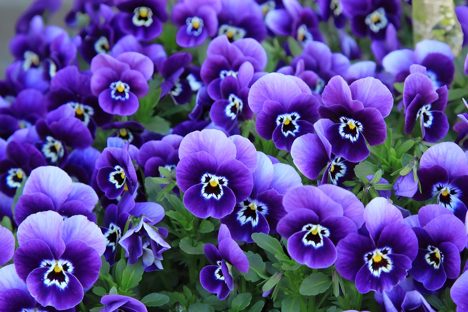 TPES56162: Pensamientos morados y lilas en flor